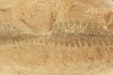 Fossil Fern (Pecopteris) - Mazon Creek #121058-1